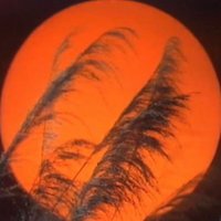 本草摄生视界