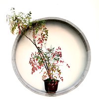 蔡惠明