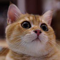 艾可酱