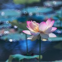 雨林YL