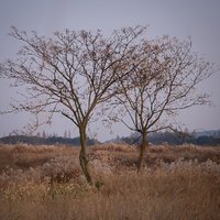 雲上元素