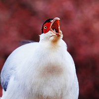 鸿雁彪哥