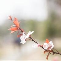 风儿吹
