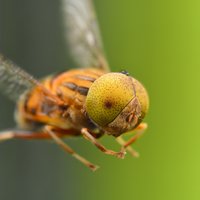萌爸爸