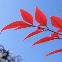 且将酒做茶