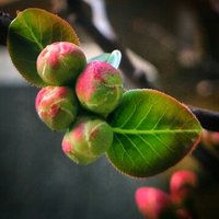 马曙光