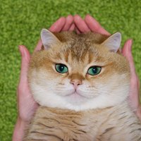 Catfood