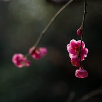 皮奈德的花