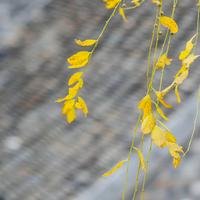 盱眙小龙虾