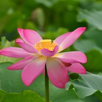 深山小草