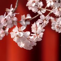 左手烟花右手流年