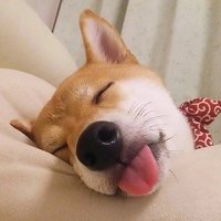 0o凉风有信o0