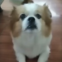 兰花指程兰兰
