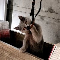 女鸟人