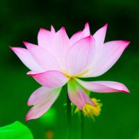 平越城南人家