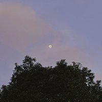 夏日限定茶