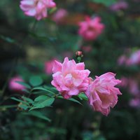李志清