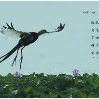 创作者157812958454624