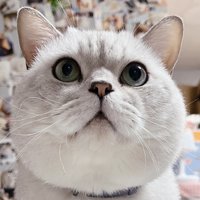 WendyCat宁波猫舍