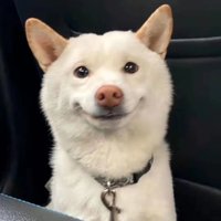 狗予安