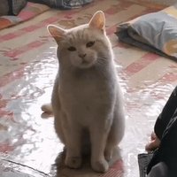 KimihiroP