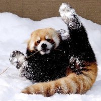 胳肢宁