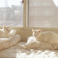 JunelyCat
