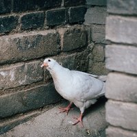 何师傅的照相馆