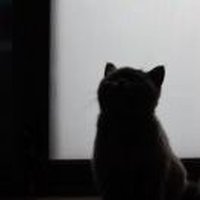 橙子七七
