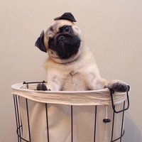 海盗与猫
