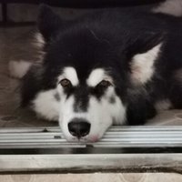 Stemdog