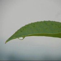 夏风若雨
