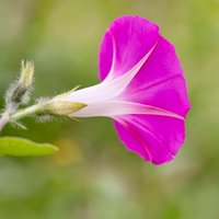 民族医药巨匠老虎