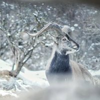 温向荣