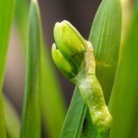 Hollowgrass