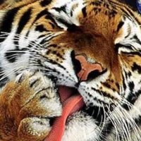 夷则楚尔