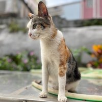 admireit