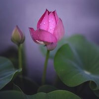 西柚gz