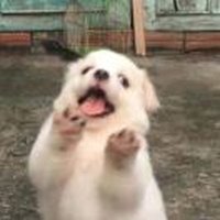 想减肥的猪
