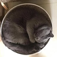 不着调儿