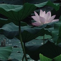 开水白菜丶
