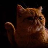 猫屎人