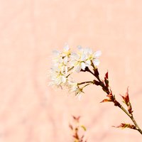 一花一世界6768
