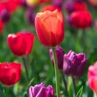 ygy_392