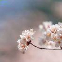 HUAWEImate305G