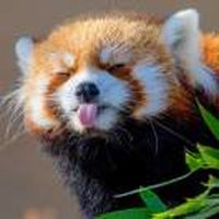 呼噜呼噜咕噜