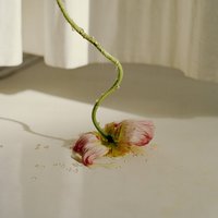 灌木林撒旦