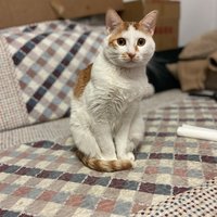 猫咪酱呦