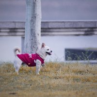 张空空CC