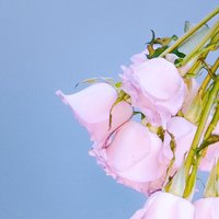 杏里花生仁